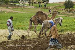 Image du Maroc Professionnelle de  Mohamed agriculteur aux environ d’El Jadida utilise une charrue tiré par un mulet et un chameau, l’emploi d’animaux de bâts de forces différentes s’impose à cause du bon voisinage des deux bêtes contrairement à deux chameaux qui perdent leur temps à se mordre à tour de rôle. Seul inconvénient le tracé de la charrue rend qui prend la forme d’un arc sur les grands champs contrairement aux lignes presque droites habituelles. Au premier plan la femme de l'agriculteur, suit derrière en semant les grains au milieu du tracé fait par la charrue, Jeudi 3 Mars 2005. (Photo / Abdeljalil Bounhar) 